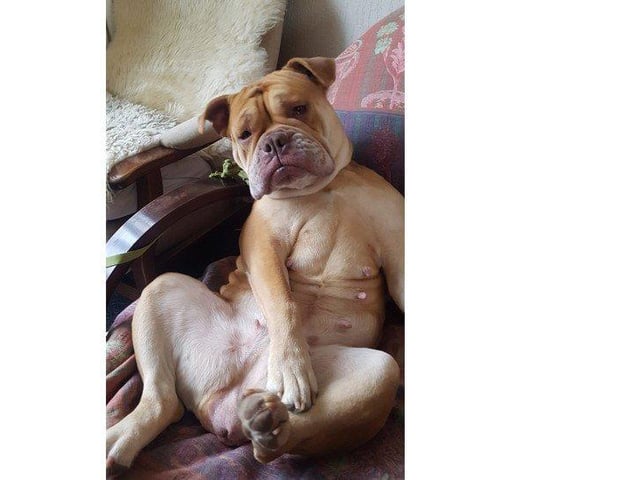 Kookie, from Bert Van Der Knaap SUS-220221-123405001