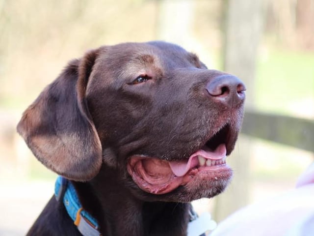 Alfie, from Naomi Whitehouse SUS-220221-123415001