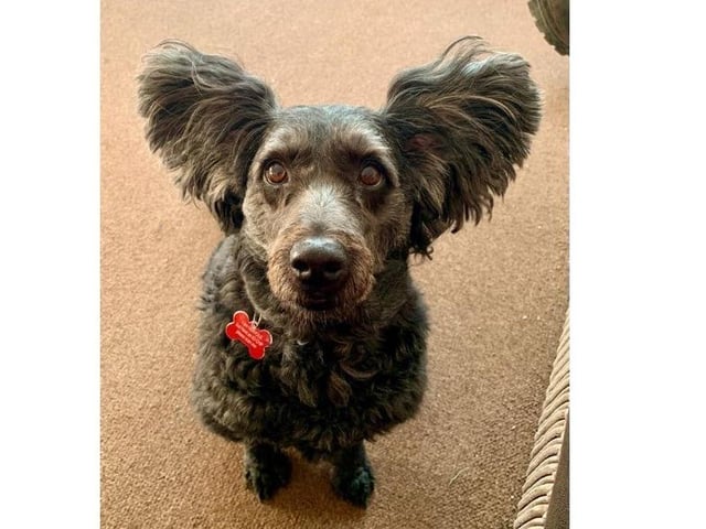 Frankie, from Heather Webb SUS-220221-123425001