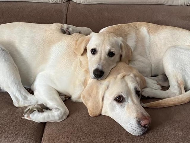 Toby and Bella, from Lucie Parrish SUS-220221-123445001