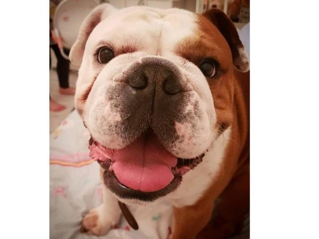 Buster, from Nicky Honeyball SUS-220221-123455001