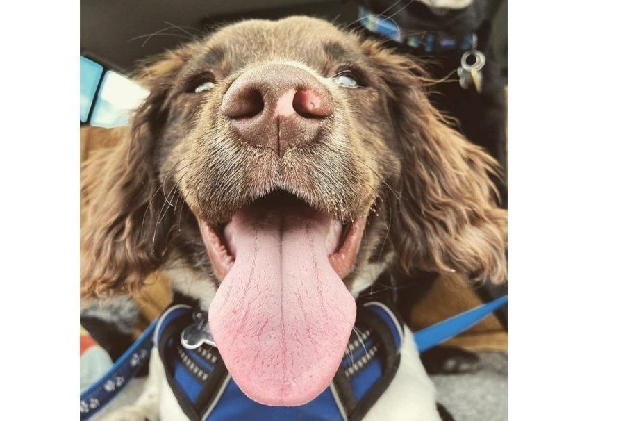 Jasper, from Becky Fermer SUS-220221-123314001