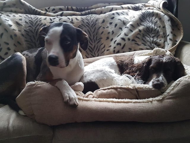 Freddy Freckles and Matilda Clementine, from Joanna Toth SUS-220221-123324001