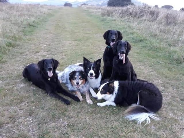 Jodie, Tamsin, Kyan, Raven, Luna and Acer, from Tanya Beard SUS-220221-123334001