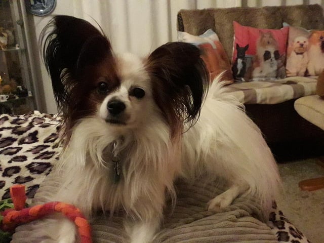 Diddles, from Gloria Gardner SUS-220221-123344001