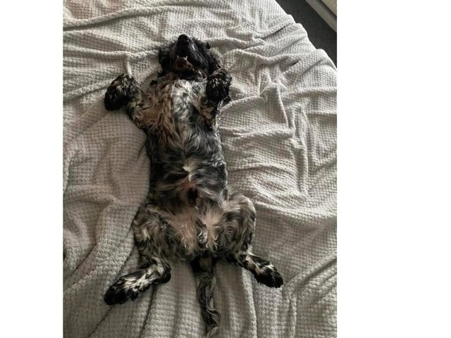 Teddy, from Heidi Cruickshank SUS-220221-123234001