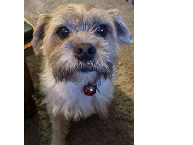 Buster, from Lesley Crowhurst SUS-220221-123244001