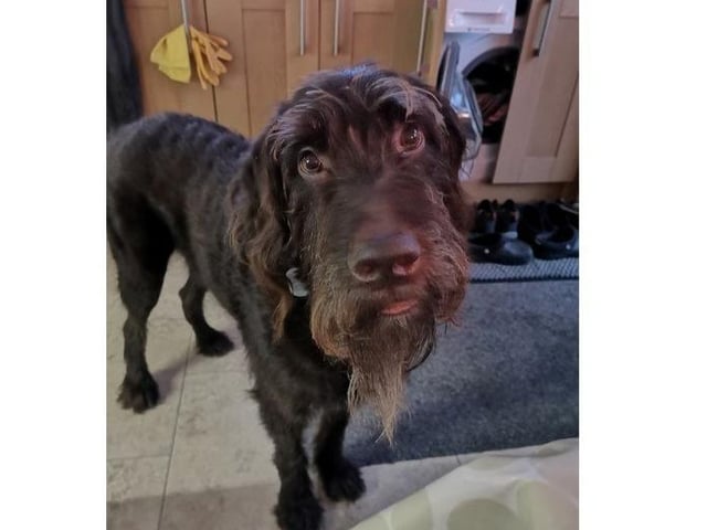 Oscar, from Tess Woods SUS-220221-123254001