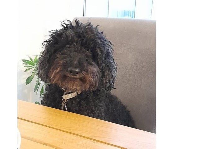 Ricco, from Louise Kurtay SUS-220221-123304001