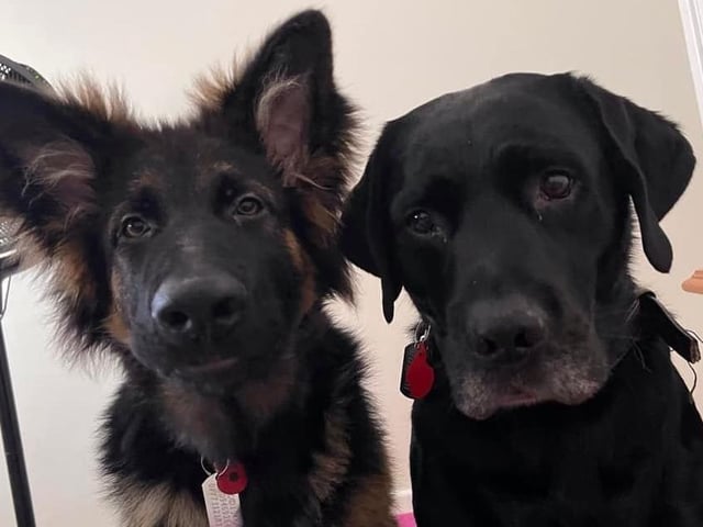 Decker and Cole, from Clare Hoad SUS-220221-123505001