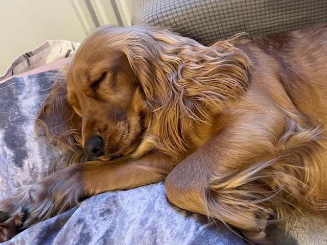Cookie, from Dorota Doris SUS-220221-123525001