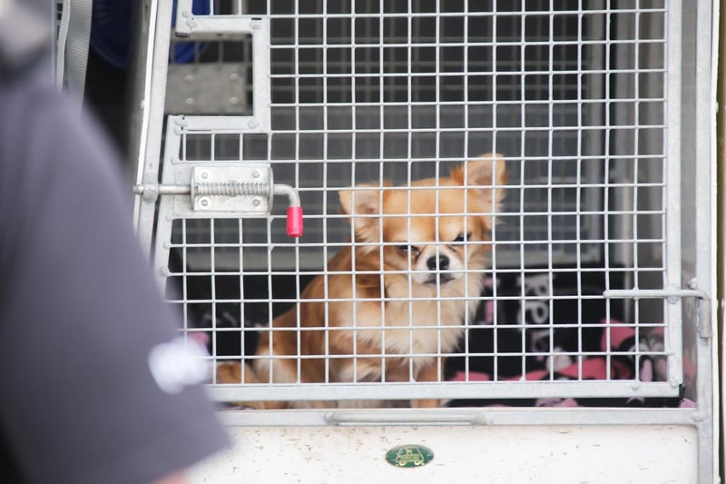 Dogs were taken into RSPCA care