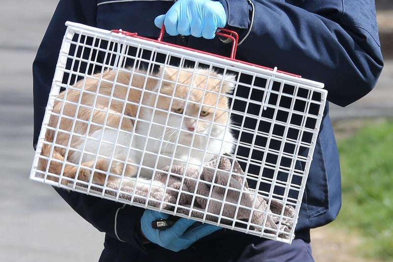 A cat being taken into RSPCA care