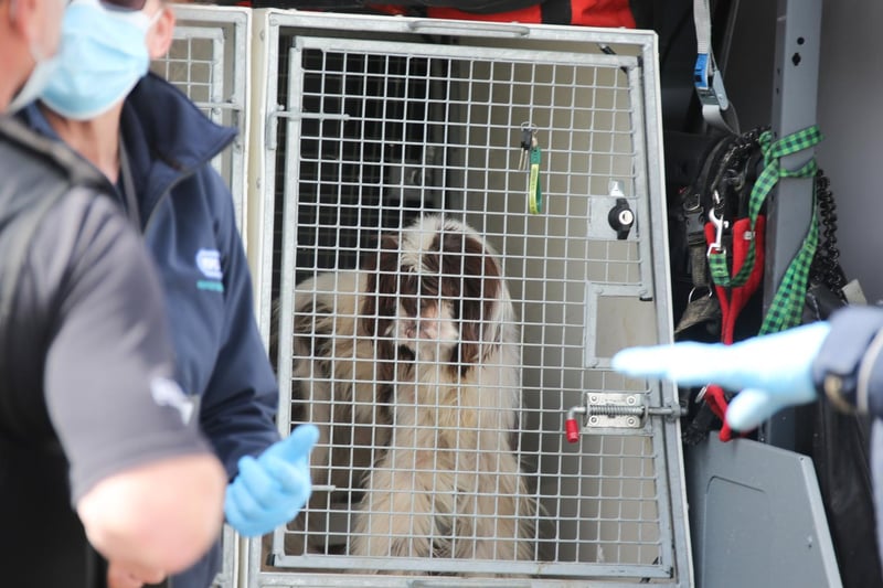 A number of animals were found at the property according to the RSPCA