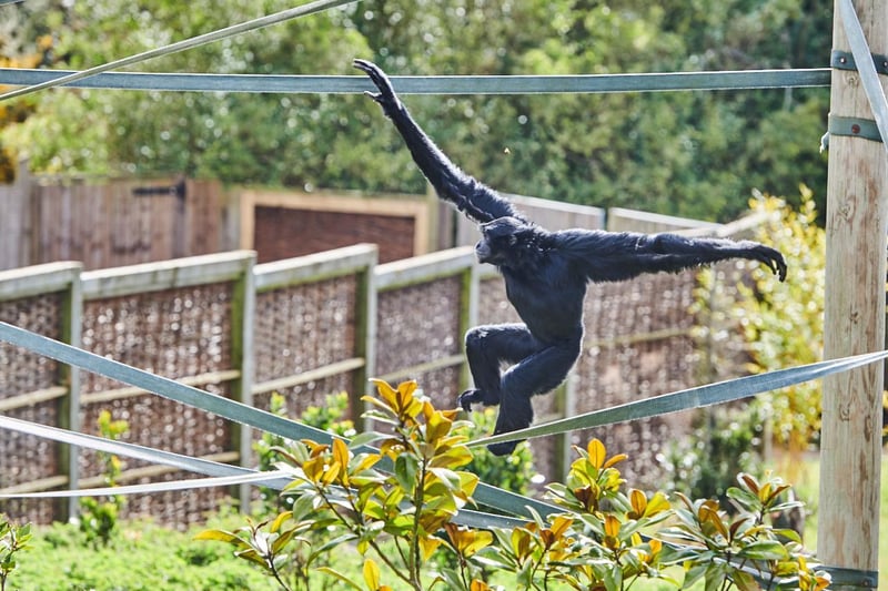 Recognised globally as the ‘World Primate Centre’, Twycross Zoo is home to one of the largest primate collections in Europe and the only zoo in the UK, and one of only four worldwide, where visitors can see all four great apes - gorilla, orangutan, chimpanzee and bonobo (pictured here).