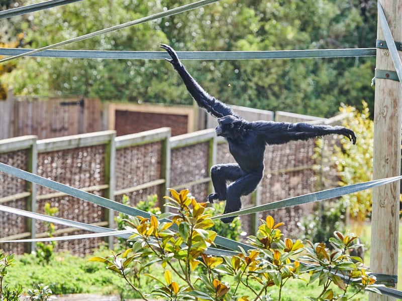 Recognised globally as the ‘World Primate Centre’, Twycross Zoo is home to one of the largest primate collections in Europe and the only zoo in the UK, and one of only four worldwide, where visitors can see all four great apes - gorilla, orangutan, chimpanzee and bonobo (pictured here).