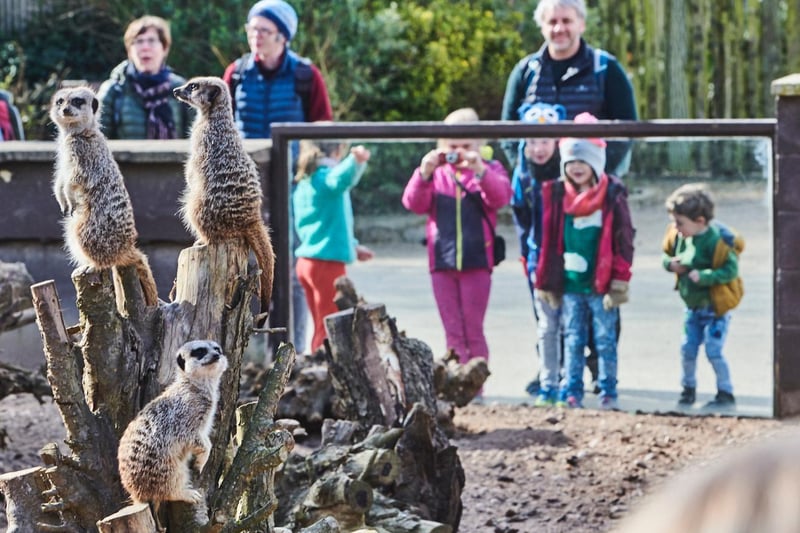 Visitors really enjoyed meeting the meerkats!