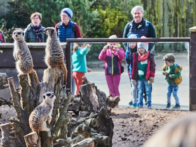 Visitors really enjoyed meeting the meerkats!
