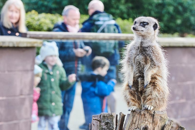 Meerkats are members of the mongoose family, which are famous for being able to catch venomous snakes as they are immune to most small reptile and invertebrate venom!