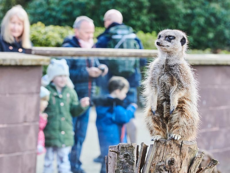 Meerkats are members of the mongoose family, which are famous for being able to catch venomous snakes as they are immune to most small reptile and invertebrate venom!