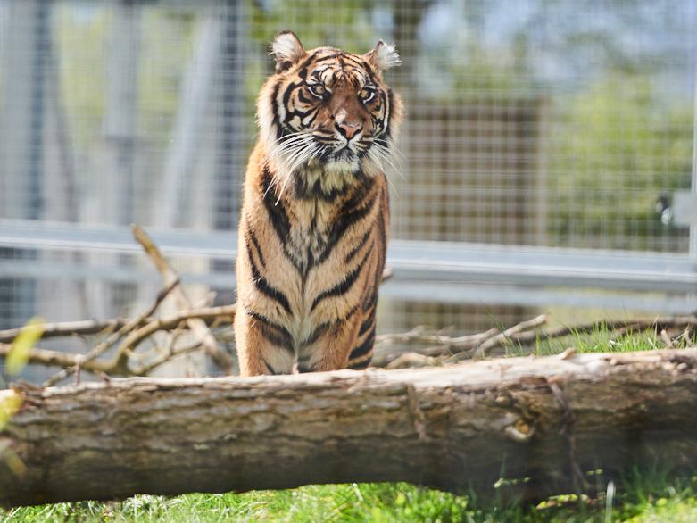 Twycross Zoo is a registered charity, which exists to support conservation, education and research of some of the most endangered species on the planet including Sumatran tigers. They are classified on the IUCN Red List as Critically Endangered with less than 400 individuals left in the wild of Sumatra, Indonesia.
