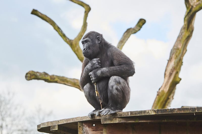 Twycross Zoo is a member of European and international organisations, including the British and Irish Association of Zoos and Aquariums (BIAZA), the European Association of Zoos and Aquaria (EAZA) and The Great Ape Survival Partnership.