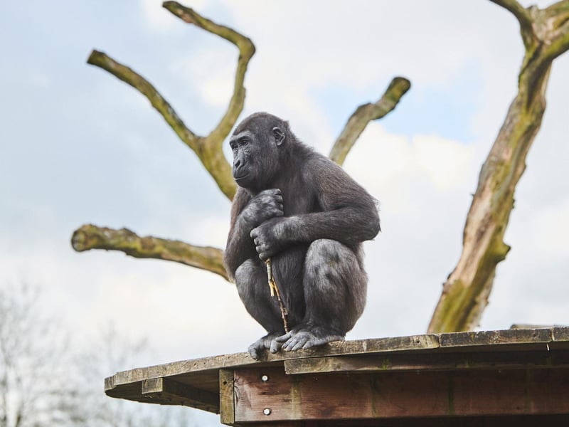 Twycross Zoo is a member of European and international organisations, including the British and Irish Association of Zoos and Aquariums (BIAZA), the European Association of Zoos and Aquaria (EAZA) and The Great Ape Survival Partnership.