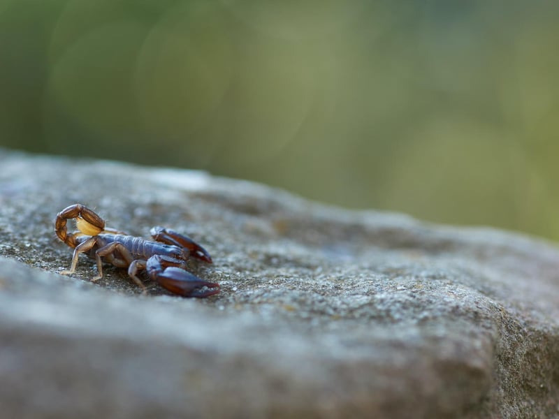 Yellow-tailed scorpions are believed to have arrived on our shores in the 19th Century. Now there are up to 15,000, including a small colony that lives in the brickwork of a wall at the docks in Sheerness, on the Isle of Sheppey. The journey from Northampton to the Isle of Sheppy is around two and a half hours.