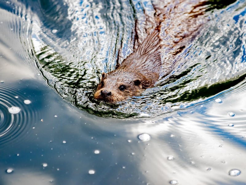 Smallbrook Meadows hosts a population of otters. Their favourite foods are eels, pike, perch, roach and tench. Otters can be seen fleetingly, so the best time to spot them is early morning. To find them, walk through the boating park from Weymouth Street or the car park in Smallbrook Road. The driving distance from Northampton to Smallbrook Meadows is around two and a half hours.
