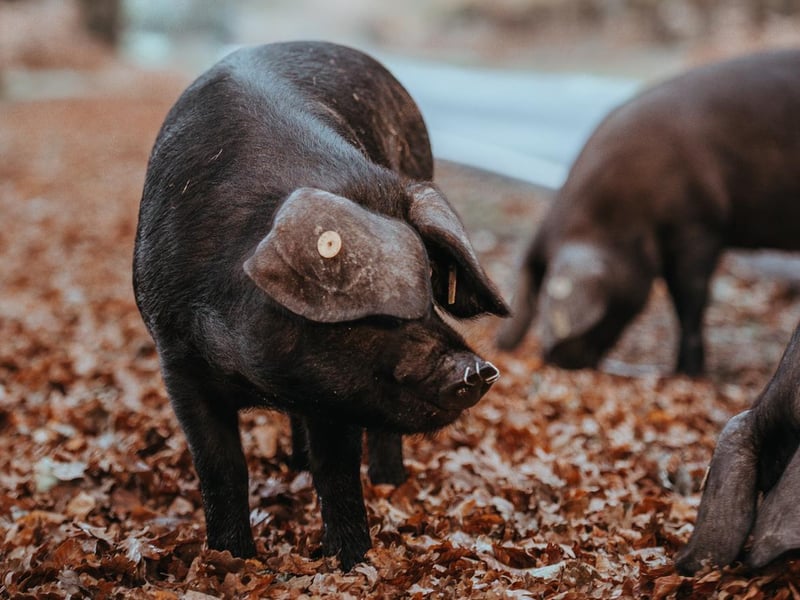 There are hundreds of wild boars in the Forest of Dean. You can spot wild boar safely here - your best best to watch them is in the woods between the Sculpture Trail starting at Beechenhurst Lodge and the Go Ape site. You may see wild boar at any time, but try late afternoon along the logging tracks to give yourself the best shot. The journey there from Northampton is just under two and a half hours.