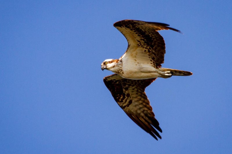 Rutland may be the smallest county in England but it’s home to some of the UK's most beautiful nature. You can watch Ospreys at their nest site on Lyndon Nature Reserve, as they soar majestically through the sky or dive to catch their prey. The driving journey sits at just over an hour - much closer to home!