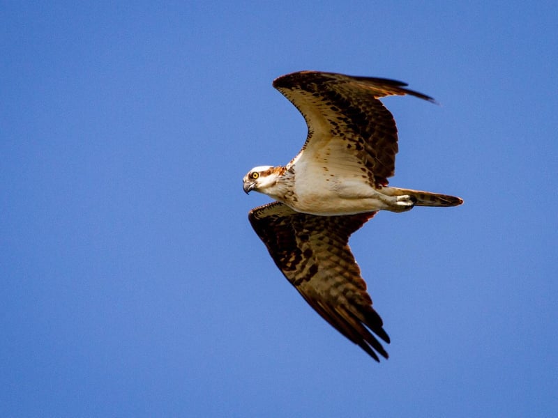 Rutland may be the smallest county in England but it’s home to some of the UK's most beautiful nature. You can watch Ospreys at their nest site on Lyndon Nature Reserve, as they soar majestically through the sky or dive to catch their prey. The driving journey sits at just over an hour - much closer to home!