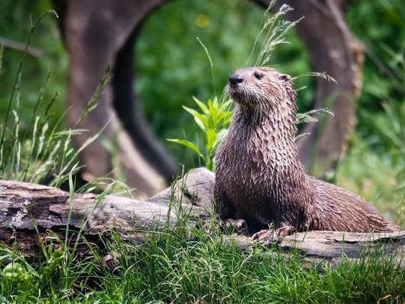 These are five places you can visit within driving distance of Northampton where you can spot some incredible and rare wildlife!