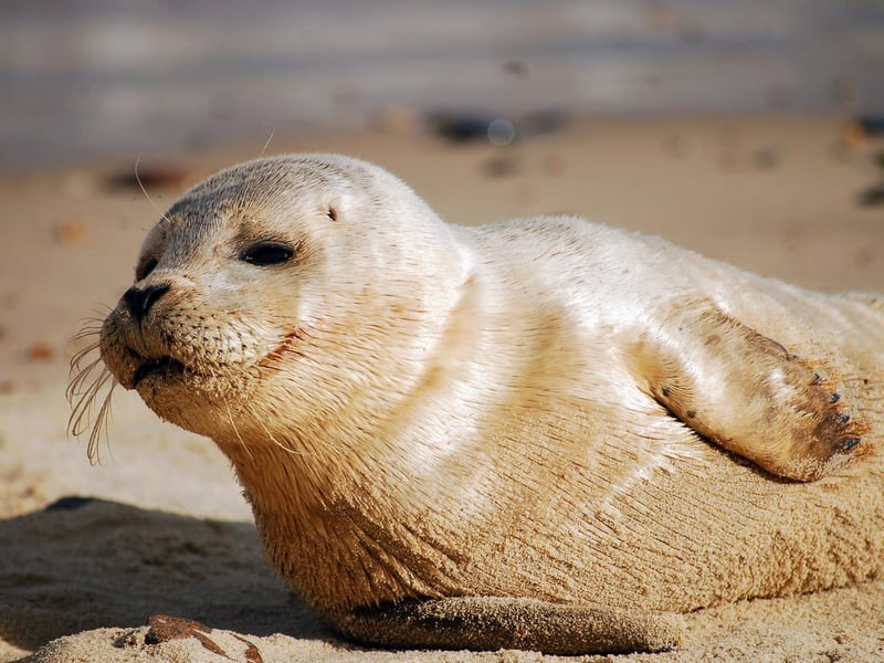 Blakeney Point in Norfolk is the home of England's biggest grey seal colony with thousands of cute pups born every year. Take the Blakeney Point Coastal walking route from the Cley beach car park. However, please make sure you keep your distance so you don’t disturb them! The drive to Norfolk is just under 3 hours from Northampton.