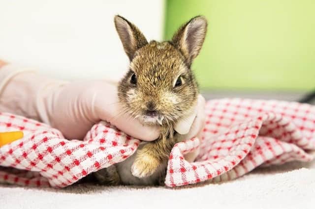 The baby bunnies were nursed back to health. Picture from RSPCA SUS-210420-103912001