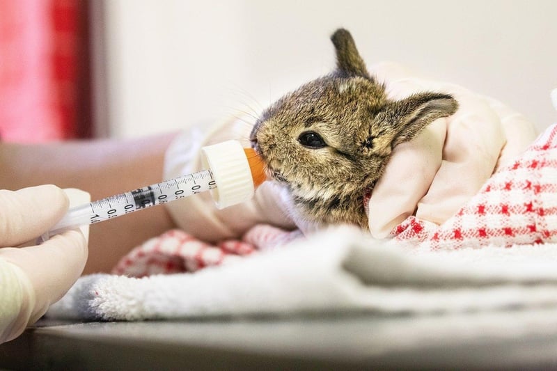 The baby bunnies were nursed back to health. Picture from RSPCA SUS-210420-103922001