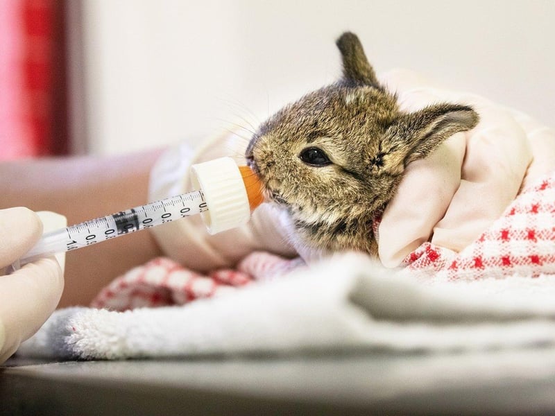 The baby bunnies were nursed back to health. Picture from RSPCA SUS-210420-103922001