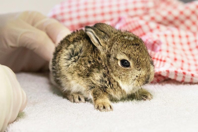 The baby bunnies were nursed back to health. Picture from RSPCA SUS-210420-103932001