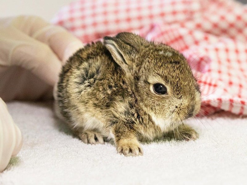 The baby bunnies were nursed back to health. Picture from RSPCA SUS-210420-103932001