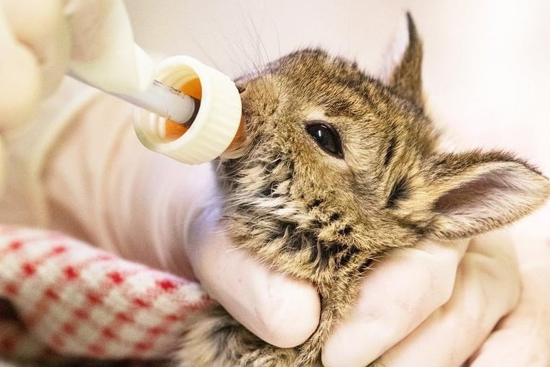 The baby bunnies were nursed back to health. Picture from RSPCA SUS-210420-103942001
