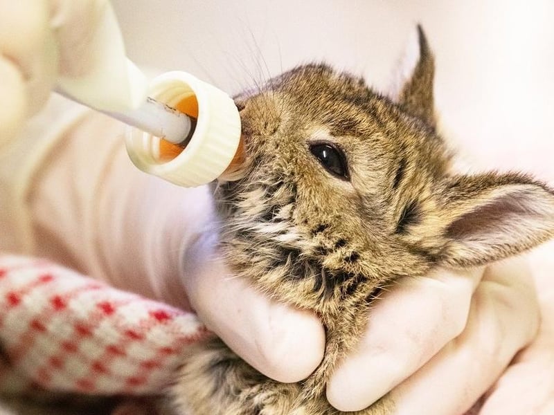 The baby bunnies were nursed back to health. Picture from RSPCA SUS-210420-103942001