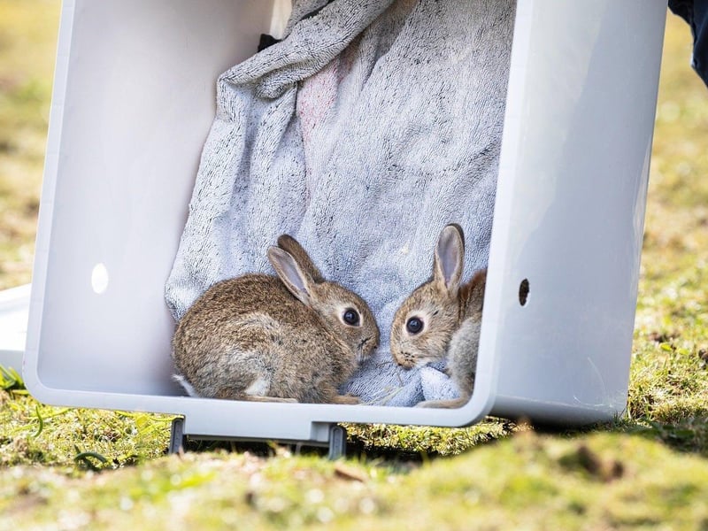 The baby bunnies were nursed back to health. Picture from RSPCA SUS-210420-103901001