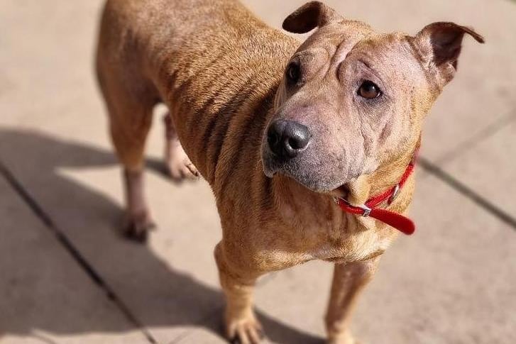 Twinks is a sweet girl who came into us due to change of circumstances. Like many Shar-Pei's she is wary of people she doesn’t know however she soon comes round. Twinks does like her own space so would prefer to be the only dog in the home,  but she has previously lived with cats so she could potentially live with them again in her new home. Twinks loves her walks and equally she is content in the home having access to a window where she is happy to sit looking out watching the world go by. She could live with calm children aged 8 and over that understand that Twinks will want her own space. Twinks will require a private and secure garden with 5ft+ fencing that she can spend time in. She can be left for short periods of time given lots mental stimulation. Can you offer this smashing girl her forever home?