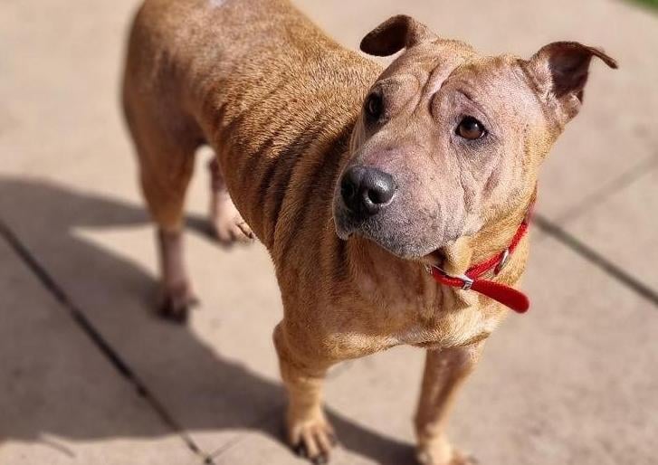 Twinks is a sweet girl who came into us due to change of circumstances. Like many Shar-Pei's she is wary of people she doesn’t know however she soon comes round. Twinks does like her own space so would prefer to be the only dog in the home,  but she has previously lived with cats so she could potentially live with them again in her new home. Twinks loves her walks and equally she is content in the home having access to a window where she is happy to sit looking out watching the world go by. She could live with calm children aged 8 and over that understand that Twinks will want her own space. Twinks will require a private and secure garden with 5ft+ fencing that she can spend time in. She can be left for short periods of time given lots mental stimulation. Can you offer this smashing girl her forever home?
