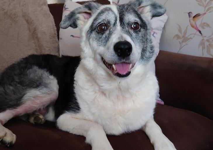 Max is a lovely 11 year old Collie cross looking for his forever home.
He is a playful boy who loves his toys, especially teddies and balls. Max likes his walks and he is good on the lead. He would love a home with a spacious garden for him to explore and run around in. 
He loves fuss and attention and would make a lovely companion in the home. He likes to be active but also loves to curl up and relax. Max loves people so would love to be in a home where someone will be with him and can create a loving bond.
Max is looking for an adult only home or with children over the age of 14 years who are familiar with dogs. He may be able to live with another calm dog but is not suited to living with cats or small furries. He can be left but is looking for a home where he will only be left for short periods of time.