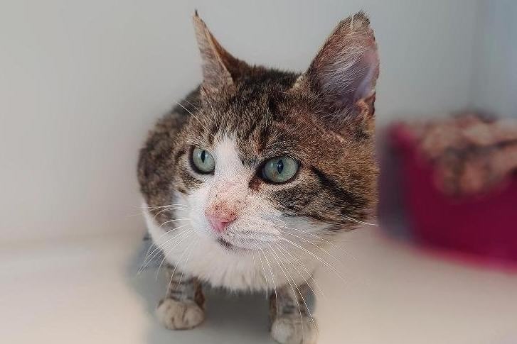 Handsome Oscar came into care through the inspectorate as an unclaimed stray with a few catfight injuries. He is around 7 years old.
Oscar is a sweet fella who is looking for an indoor home as he is FIV positive. More about FIV can be found here: https://www.rspca.org.uk/adviceandwe.../pets/cats/health/fiv
Oscar was a little wary when he first came into care but his personality has begun to shine through and he is proving to be quite a love bug. He loves dreamies and is very fond of cheek rubs and chin tickles. Due to living rough, Oscar's fur is dull and stained but we are sure in a new home he will soon be back to looking his best. He could live with older children teenage children but can't live with other cats.