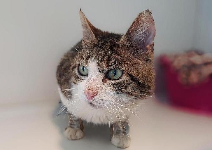 Handsome Oscar came into care through the inspectorate as an unclaimed stray with a few catfight injuries. He is around 7 years old.
Oscar is a sweet fella who is looking for an indoor home as he is FIV positive. More about FIV can be found here: https://www.rspca.org.uk/adviceandwe.../pets/cats/health/fiv
Oscar was a little wary when he first came into care but his personality has begun to shine through and he is proving to be quite a love bug. He loves dreamies and is very fond of cheek rubs and chin tickles. Due to living rough, Oscar's fur is dull and stained but we are sure in a new home he will soon be back to looking his best. He could live with older children teenage children but can't live with other cats.