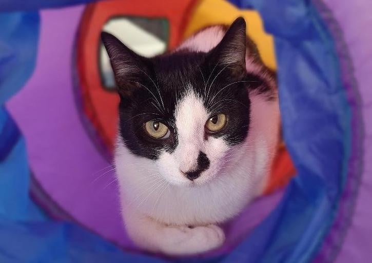 In January, we accepted almost 40 cats into our care that were rescued by the inspectorate from one house. They were living in unhealthy, crowded conditions and their needs were not being met.
With so many cats to name, we needed a theme; meet our Veganuary rescue cats. The majority of these cats are timid and scared due to a lack of socialisation and normal home experiences. Very sadly, they are struggling to cope and are overwhelmed by unfamiliar situations and people.
Tomato is a year old male. He is looking for a very special home where he can gradually gain his confidence. He is a very shy cat and will need to be allowed to settle and feel safe in his own time and not be rushed. It is essential that his new home be quiet and calm and preferably adult-only. However, we will consider experienced cat homes with older teenage children. Tomato could potentially live with another cat.