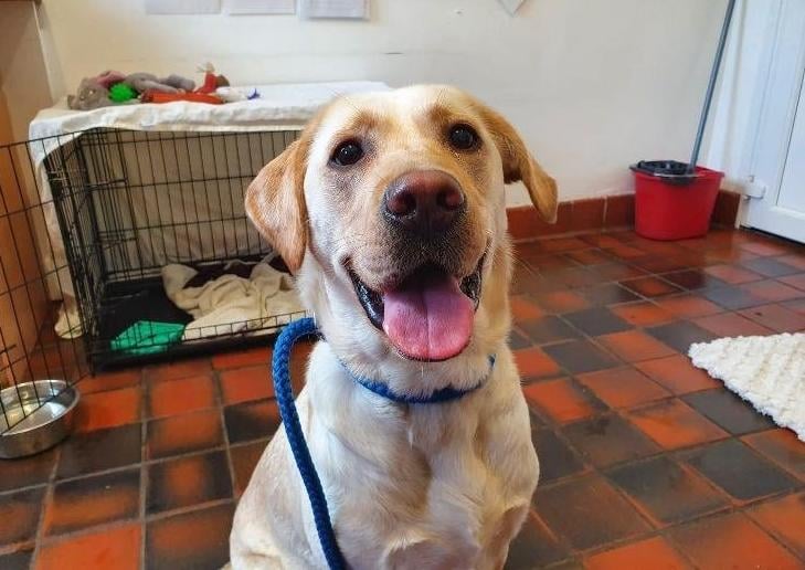 Delicate Daisy.
Daisy is a 18 month old Labrador who arrived at Abbey Street as her owner was struggling with her needs and required help.
This girlie is amazing! She is super clever and there is nothing she cannot work out, however, she is not for the faint hearted.
Daisy has anxiety based issues. We are currently working on these and but she will need on going training and help. There has been a massive improvement in her behaviour already but we can only progress her so far in a kennel environment and feel she would benefit further from being placed in a home environment to help her further and continue her training.