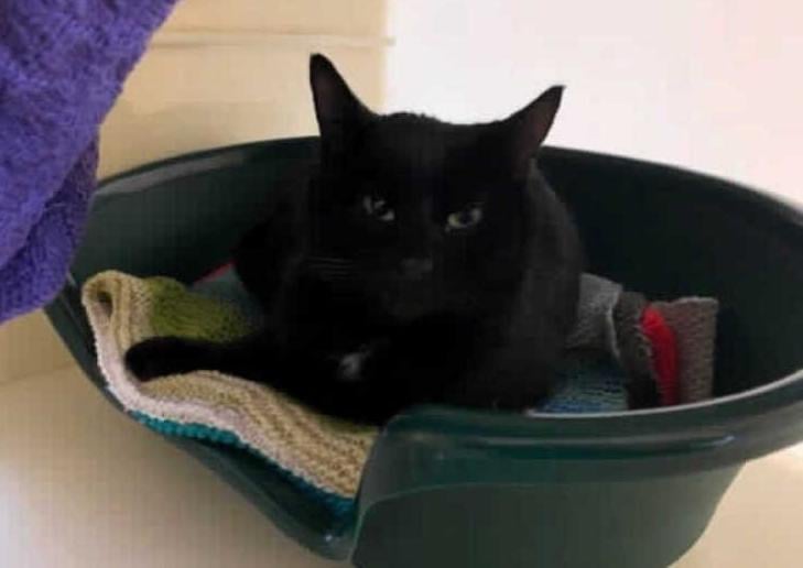 This very handsome chap is Elliott and he has found himself in RSPCA care due to his previous owner being unable to provide the medical care he needed. Since receiving the necessary treatment and plenty of TLC, Elliott is now ready to find his new home.
Unfortunately Elliott was involved in a RTC which resulted in him having a fractured jaw. After spending sometime with us recovering he is finally ready to go into a home. His jaw has healed nicely and it doesn't affect his ability to eat and do normal cat things!
Elliott is a very sweet cat, he often enjoys laying outside sunbathing as well as watching the birds! He can sometimes be a little unsure of new people and surroundings so for that reason we are looking for quiet home with possibly older teenage children however
we are looking for a pet free home for him.